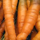 Little Finger Carrot Seeds Vegetable 1200 Seeds