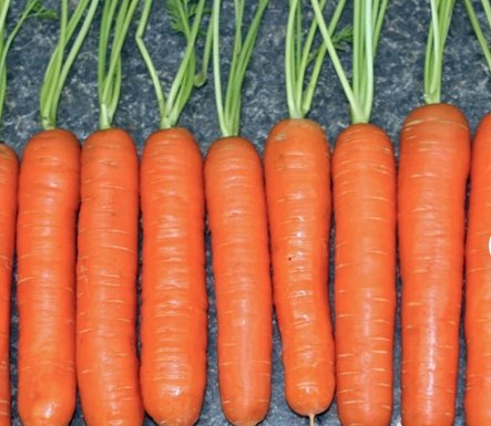 Little Finger Carrot Seeds Vegetable 2400 Seeds