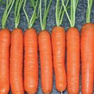 Little Finger Carrot Seeds Vegetable 2400 Seeds