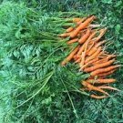 Seeds Vegetable 4800 Seeds Little Finger Carrot