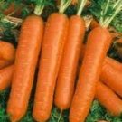 Seeds Vegetable 9600 Seeds Little Finger Carrot