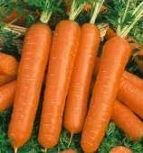 Seeds Vegetable 9600 Seeds Little Finger Carrot