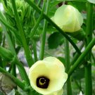 Green Velvet Okra Seeds 120 Seeds Vegetable Emerald