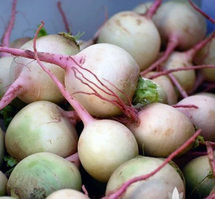 150 Seeds Plant Vegetable Watermelon Radish Seeds