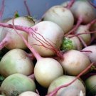 150 Seeds Plant Vegetable Watermelon Radish Seeds
