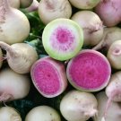 Watermelon Radish Seeds 300 Seeds Plant Vegetable