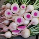 Seeds 600 Seeds Plant Watermelon Radish Vegetable
