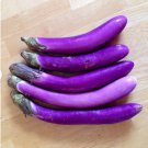 40 Seeds Plant Ping Tung Eggplant Seeds Vegetable