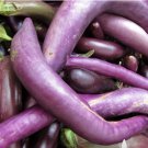 80 Seeds Plant Ping Tung Eggplant Seeds Vegetable