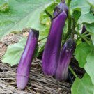 Vegetable 320 Seeds Eggplant Seeds Plant Ping Tung