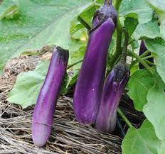 Vegetable 320 Seeds Eggplant Seeds Plant Ping Tung