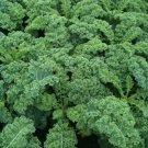Vates Blue Curled Kale Vegetable 250 Seeds
