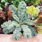 Vegetable 1000 Seeds Vates Blue Curled Kale