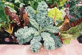 Vegetable 1000 Seeds Vates Blue Curled Kale