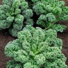 Blue Curled Kale Vegetable 2000 Seeds Vates
