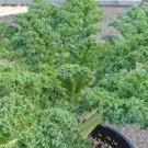 4000 Seeds Vates Blue Curled Kale Vegetable
