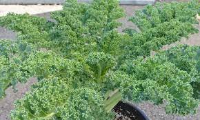4000 Seeds Vates Blue Curled Kale Vegetable