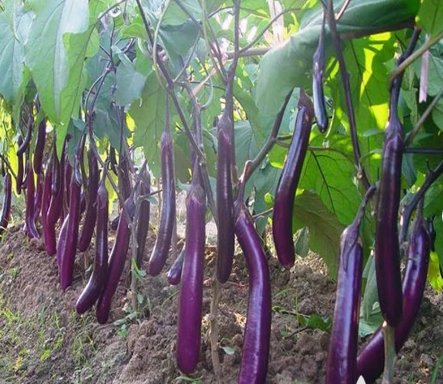 40 Seeds Long Purple Eggplant Vegetable