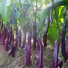 40 Seeds Long Purple Eggplant Vegetable