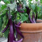 Purple Eggplant Vegetable 160 Seeds Plant Long