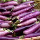 Plant Long Purple Eggplant Vegetable 640 Seeds
