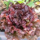 Red Sails Lettuce Heirloom Seeds Vegetable 500 Seeds