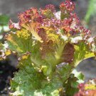 Sails Lettuce Heirloom Seeds Vegetable 2000 Seeds Red