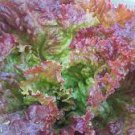 4000 Seeds Red Sails Lettuce Heirloom Seeds Vegetable