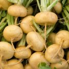300 Seeds Golden Ball Turnip Seeds Vegetable