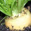 600 Seeds Plant Golden Ball Turnip Seeds Vegetable