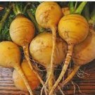 Vegetable 2400 Seeds Plant Golden Ball Turnip Seeds