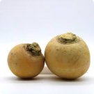 Plant Golden Ball Turnip Seeds Vegetable 4800 Seeds