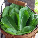 Vegetable 2000 Seeds Parris Island Romaine Lettuce