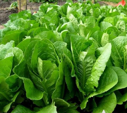 Parris Island Romaine Lettuce Vegetable 1000 Seeds
