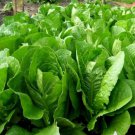 Parris Island Romaine Lettuce Vegetable 1000 Seeds
