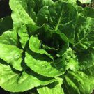 Lettuce Vegetable 4000 Seeds Parris Island Romaine