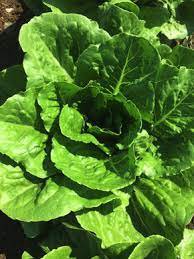 Lettuce Vegetable 4000 Seeds Parris Island Romaine