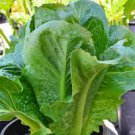 Island Romaine Lettuce Vegetable 8000 Seeds Parris