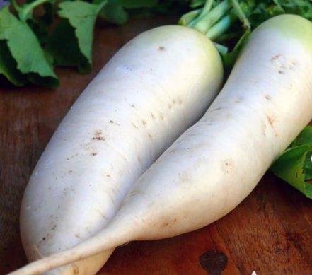 Japanese Minowase Daikon Radish Vegetable 250 Seeds
