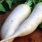 Japanese Minowase Daikon Radish Vegetable 250 Seeds