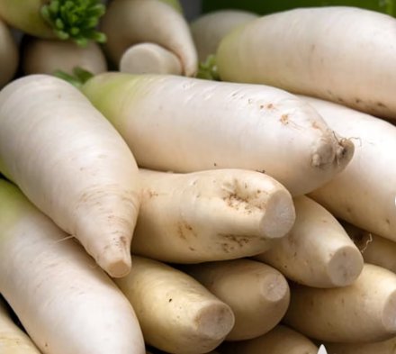 Minowase Daikon Radish Vegetable 1000 Seeds Japanese