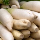 Minowase Daikon Radish Vegetable 1000 Seeds Japanese