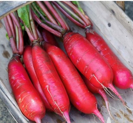 250 Seeds China Rose Radish Vegetable