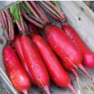 250 Seeds China Rose Radish Vegetable