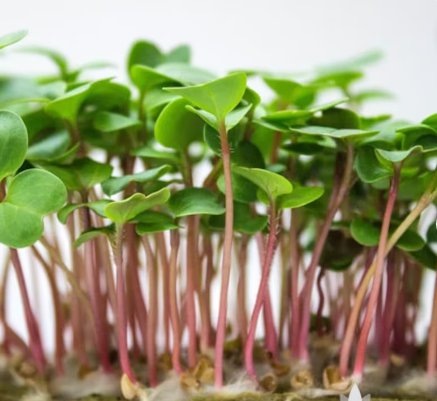China Rose Radish Vegetable 1000 Seeds Plant