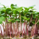 China Rose Radish Vegetable 1000 Seeds Plant