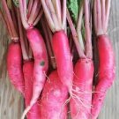 Vegetable 4000 Seeds Plant China Rose Radish