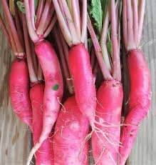 Vegetable 4000 Seeds Plant China Rose Radish