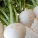 Vegetable 300 Seeds Plant Shogoin Japanese Turnip