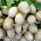 Vegetable 600 Seeds Plant Shogoin Japanese Turnip